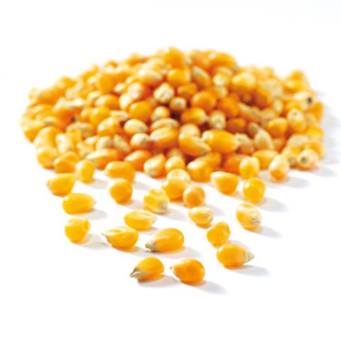 PATLAYAN (CİN) MISIR FAYDALARI